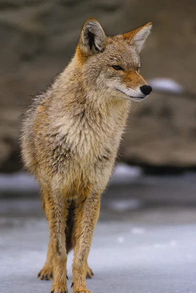 Coyote op bevroren meer — Stockfoto