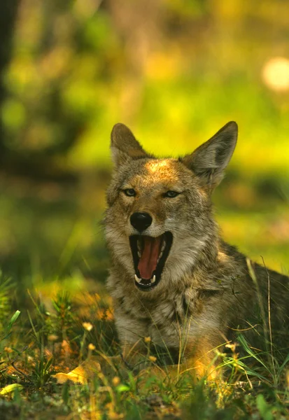 Kojote gähnt — Stockfoto