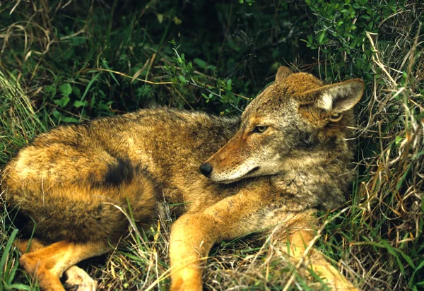 Coyote en cama — Foto de Stock