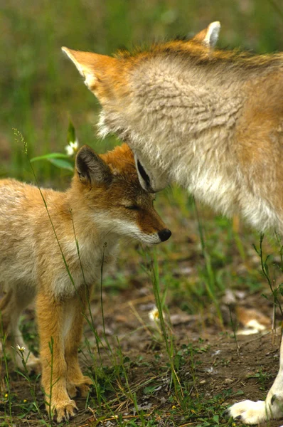 Coyote Mama si Pup — Fotografie, imagine de stoc