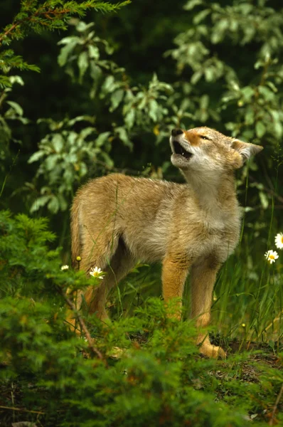 Coyote Pup Howling — Stock Photo, Image