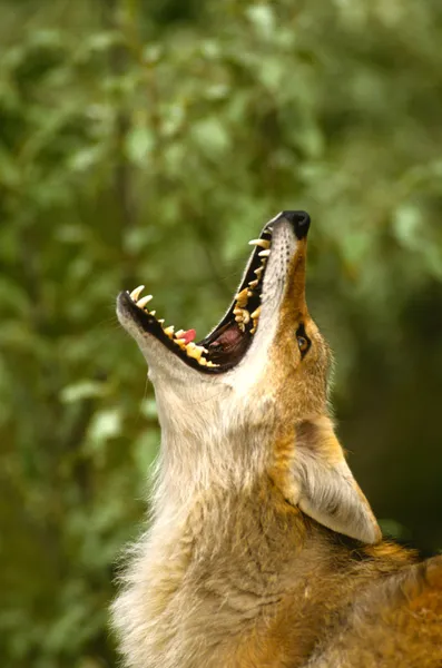 Kojot portret wycie — Zdjęcie stockowe