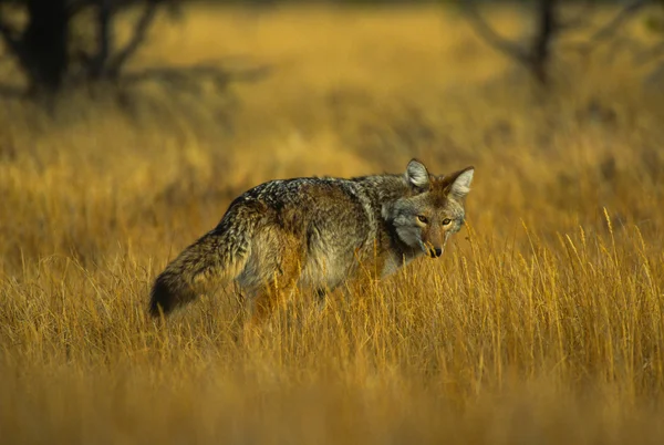 Coyote — Stockfoto