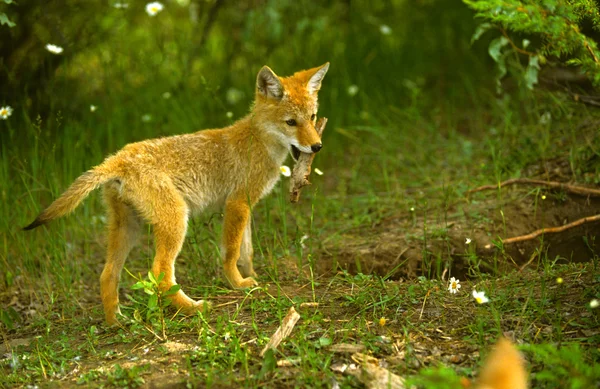 Cachorro de coyote — Foto de Stock