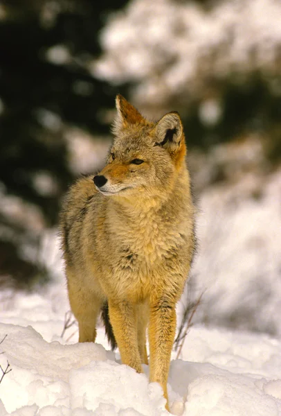 Coyote en invierno —  Fotos de Stock