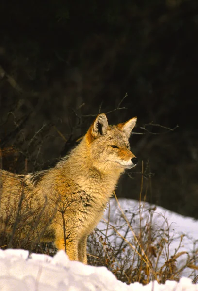 Coyote in de winter — Stockfoto