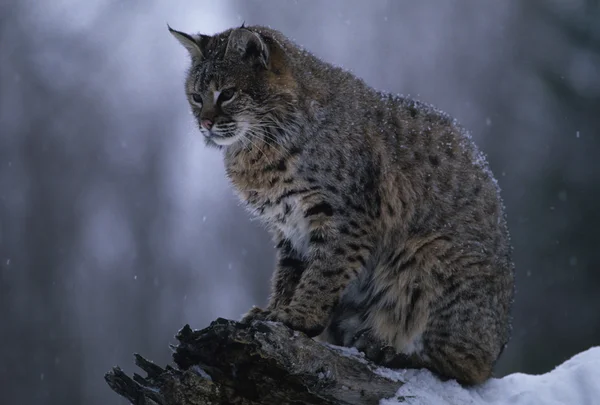 Bobcat zimą — Zdjęcie stockowe