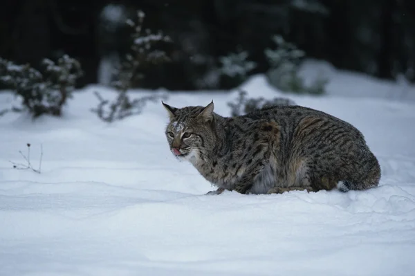 Bobcat in de winter — Stockfoto