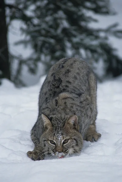 Bobcat v zimě — Stock fotografie