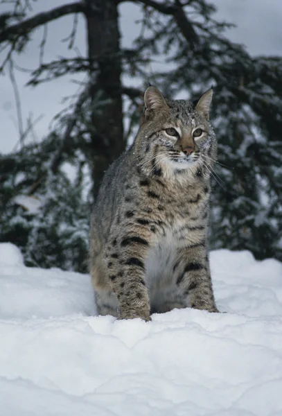 Bobcat en hiver — Photo
