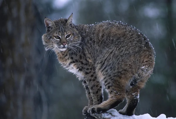 Bobcat взимку — стокове фото