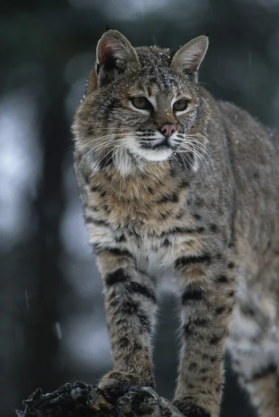 Bobcat en invierno — Foto de Stock
