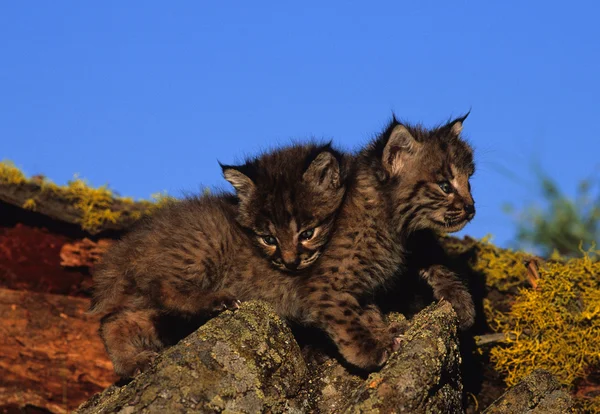 Bobcat Kittens on Rock — Stock Photo, Image
