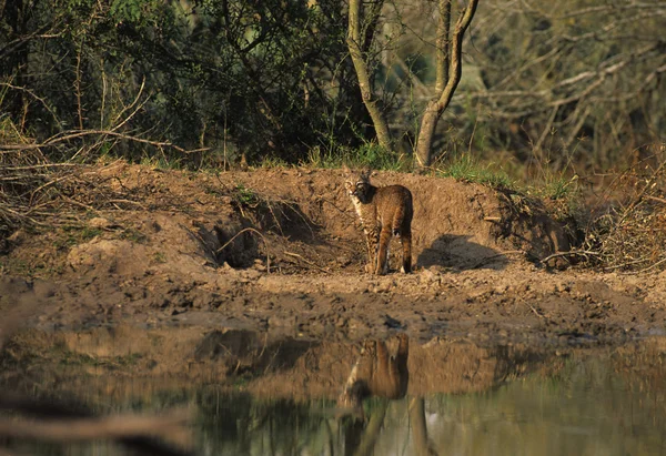 stock image Bobcat at Pond