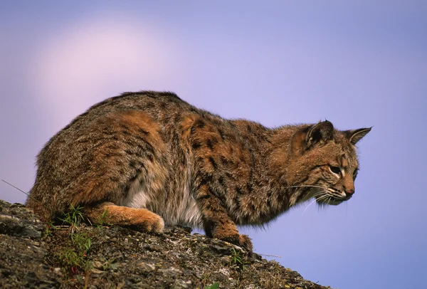 Bobcat on Rock — Stock Photo, Image