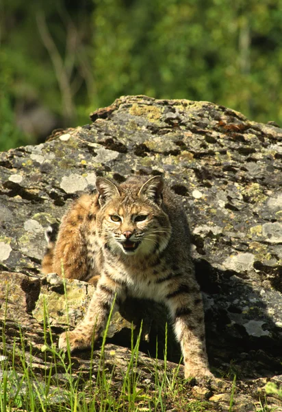 Bobcat on Rock — Stock Photo, Image