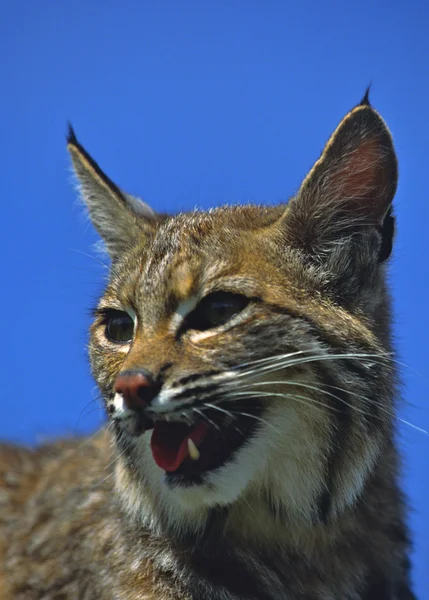Bobcat πορτρέτο — Φωτογραφία Αρχείου