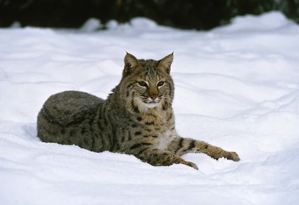 在冬天的山猫 — 图库照片