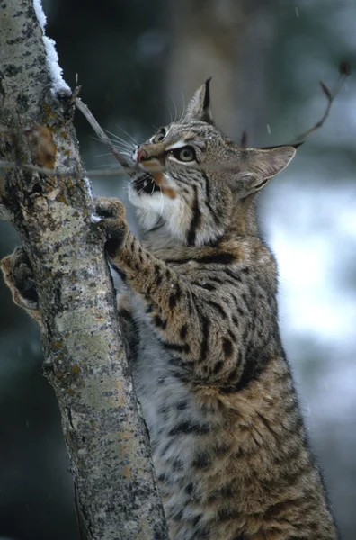 Bobcat árbol de escalada —  Fotos de Stock