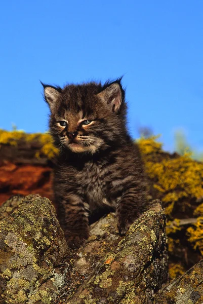 Bobcat gatito en roca —  Fotos de Stock