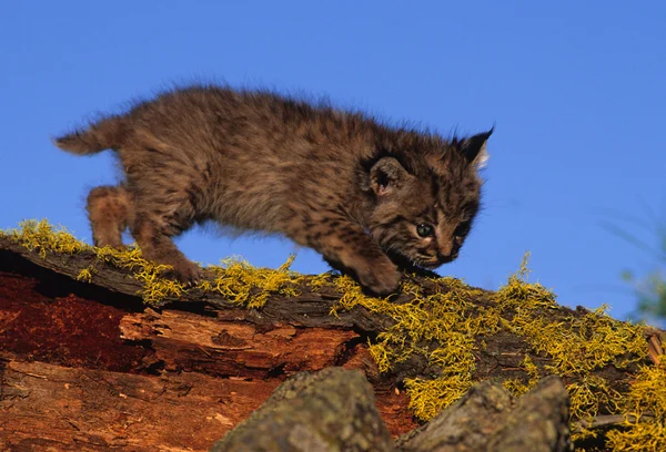 Bobcat gatito en el registro —  Fotos de Stock