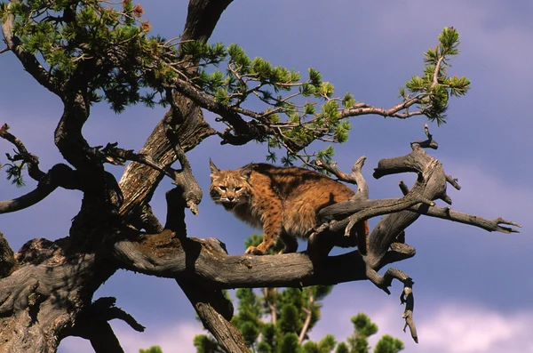Bobcat dans l'arbre — Photo