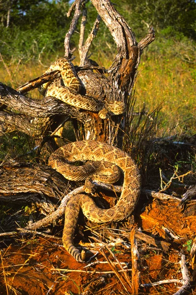 Diamondback serpenti a sonagli arrotolati — Foto Stock