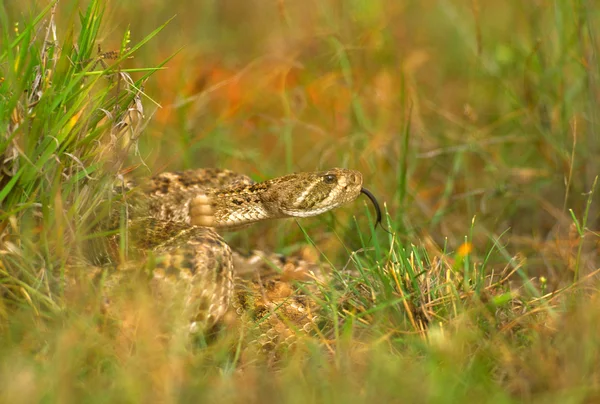 Serpiente de cascabel Diamondback en la hierba —  Fotos de Stock