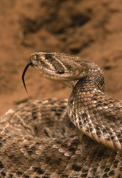 Diamondback çıngıraklı yılan — Stok fotoğraf