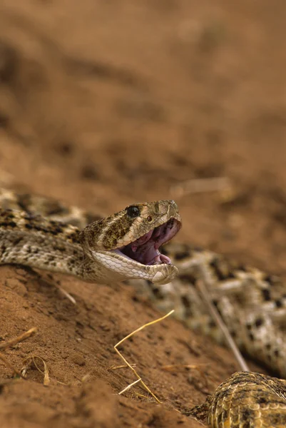 Diamondback serpiente de cascabel golpeando — Foto de Stock
