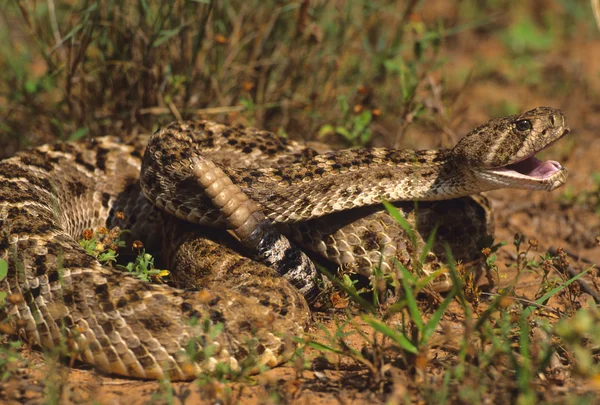 Serpente a sonagli Diamondback — Foto Stock