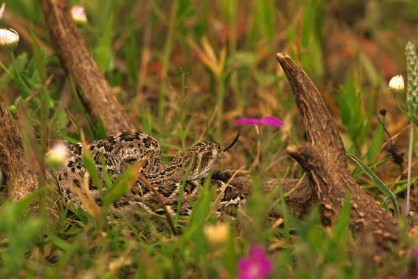 鹿の角で diamondback ガラガラヘビ — ストック写真