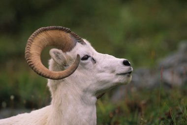 Dall Sheep Ram Portrait clipart