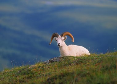 Dall Sheep Ram clipart