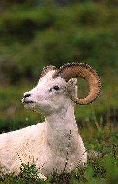 Dall Sheep Ram clipart