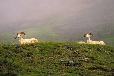 Dall Sheep Rams clipart