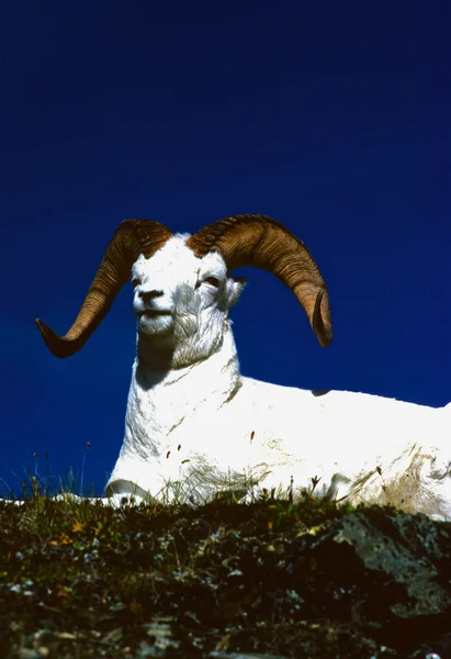 Πρόβατα Dall ram — Φωτογραφία Αρχείου