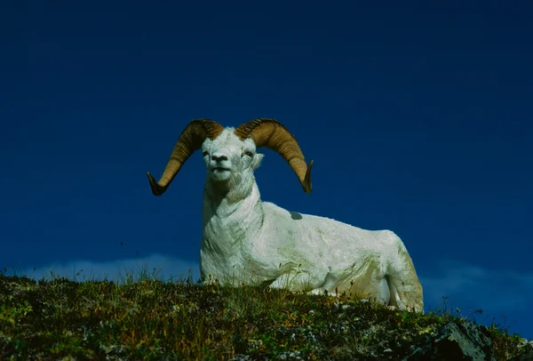 Dall schapen RAM-geheugen — Stockfoto