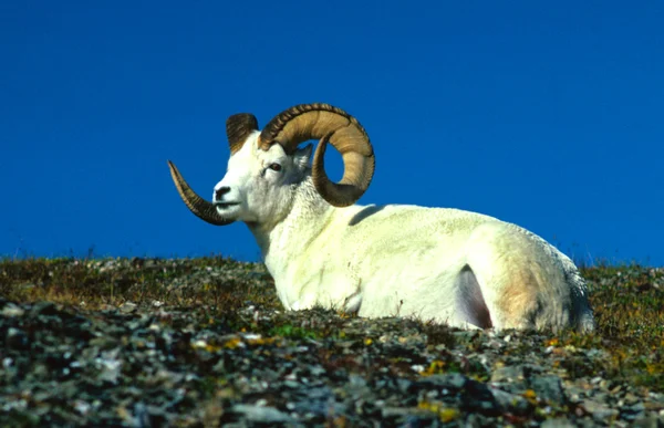 Dall owca Baran — Zdjęcie stockowe