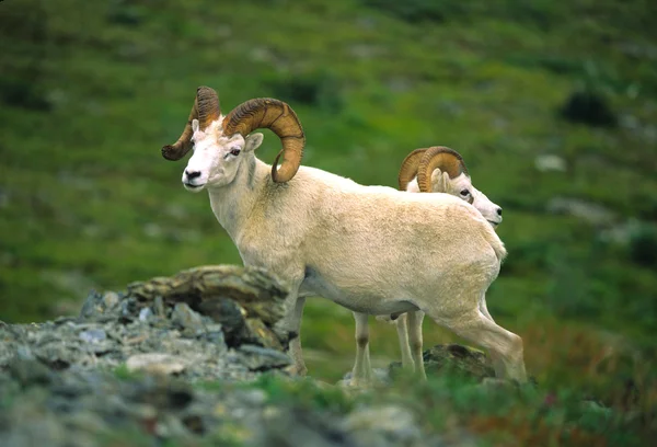 Bélier des moutons Dall — Photo