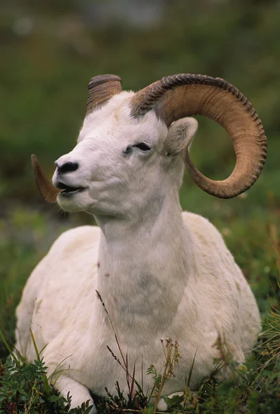 Dall 羊 ram — 图库照片