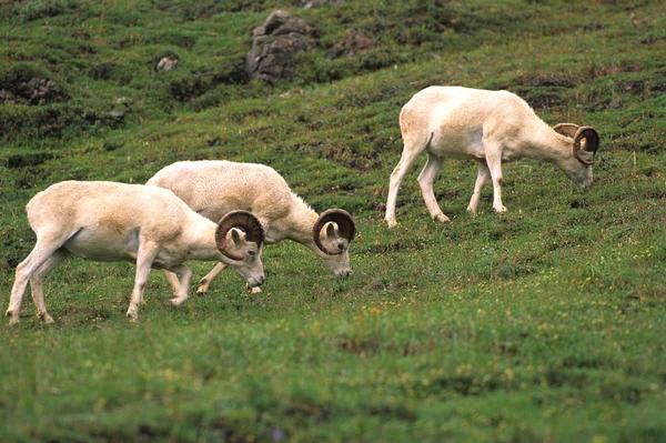 Рамс Dall овець — стокове фото