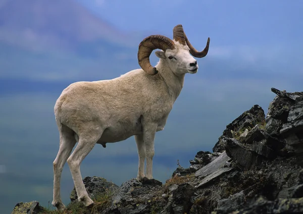 Dall owca Baran — Zdjęcie stockowe