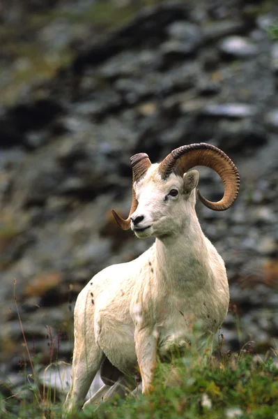 Dall Sheep Ram — Stock Photo, Image