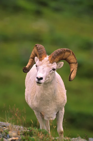 Πρόβατα Dall ram — Φωτογραφία Αρχείου