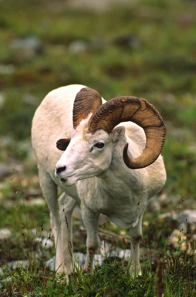 Dall koyunu ram — Stok fotoğraf