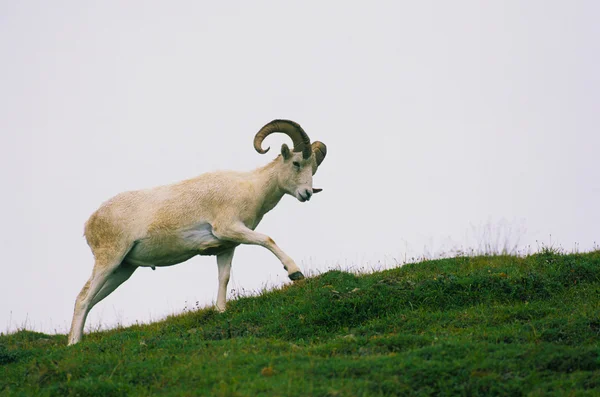 Pecore dall ram — Foto Stock