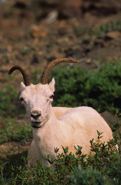 Dall 羊母羊 — 图库照片