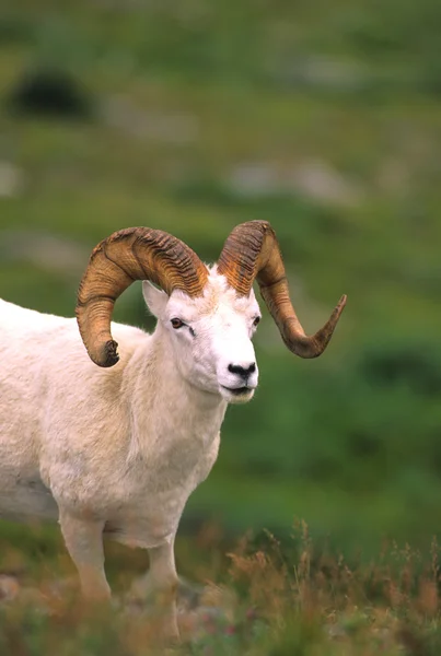 Dall owca Baran portret — Zdjęcie stockowe