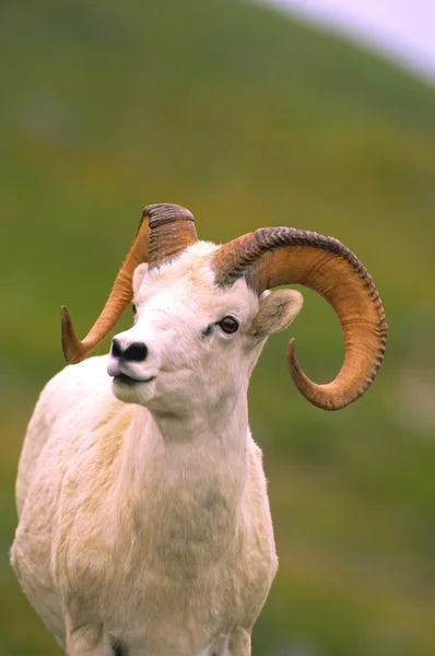 Dall 羊 ram 肖像 — 图库照片